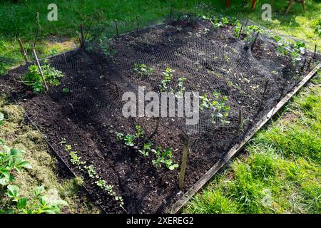 Schwarzes Netz über Hochbeet wachsende Setzlinge in einem Frühlingsgarten in Carmarthenshire Wales, Großbritannien Mai 2024 KATHY DEWITT Stockfoto