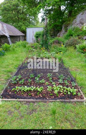 Schwarzes Netz über Hochbeet wachsende Setzlinge in einem Frühlingsgarten in Carmarthenshire Wales, Großbritannien Mai 2024 KATHY DEWITT Stockfoto