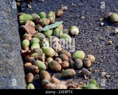 Gefallene Eicheln liegen am Straßenrand, teilweise bereits aufgebrochen. Stockfoto