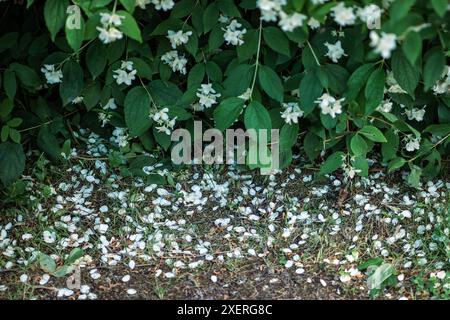 Gefallene weiße Blüten von Philadelphus coronarius auf Gras im Garten in Nahaufnahme, weicher Fokus Stockfoto