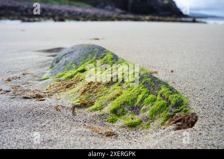 Eine Art Seeleuchte schmückt einen Felsen am Sand der Slaggan Bay in den Highlands von Schottland. Der Strand ist ein abgelegener Höhepunkt der Nordküste 500 Stockfoto