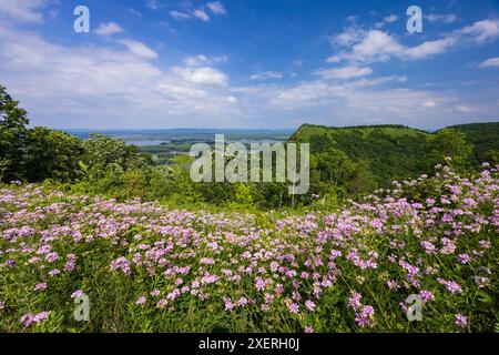 Ein Mississippi-Fluss und Hügellandschaft mit Wildblumen im Vordergrund. Stockfoto