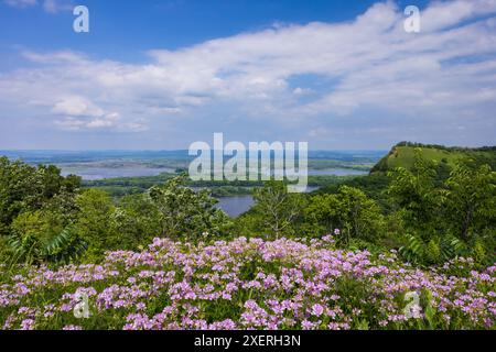 Ein Mississippi-Fluss und Hügellandschaft mit Wildblumen im Vordergrund. Stockfoto