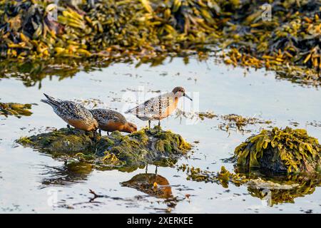 Red Knots (Calidris canutus) fressen bei Ebbe bei Steingrimsfjordur in der Nähe von Holmavik, (Westfjords), Island. Stockfoto