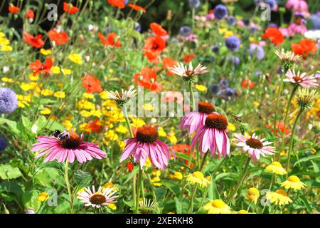 Buntes Blumenbeet mit Echinacea, Mohndisteln und vielem mehr Stockfoto