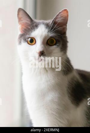 Porträt einer schönen grau-weißen Katze mit großen gelben, bernsteinfarbenen Augen. Die Katze sitzt auf weißem Hintergrund. Ein sorgfältiger Blick. Stockfoto