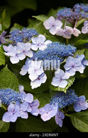 Hortensie, ins, Hakone, Kanagawa, Japan. Stockfoto