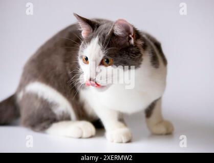 Porträt einer schönen grau-weißen Katze mit großen gelben, bernsteinfarbenen Augen. Die Katze sitzt auf weißem Hintergrund. Blick von hinten. Ein sorgfältiger Blick. Stockfoto