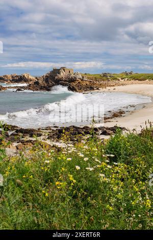 Blick über einen Sandstrand in einer kleinen Bucht nach Fort Pembroke mit Wildblumen am Ufer. Chouet, Guernsey, Kanalinseln, Großbritannien Stockfoto