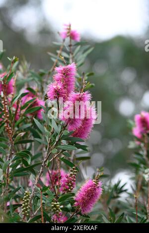 Farbenfroher australischer Garten Hintergrund. Großaufnahme von leuchtend rosa einheimischen Großbürstenblüten von Callistemon violaceus, Familie Myrtaceae. Stockfoto