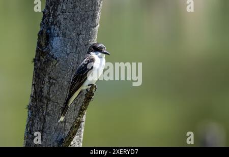 Nahaufnahme des Östlichen Königs, der auf einem Baumstumpf in einem Sumpfgebiet in Quebec, Kanada, thront Stockfoto