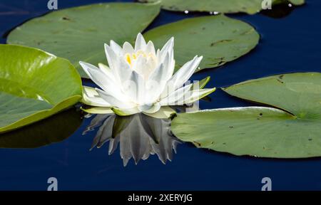 Nahaufnahme einer einzelnen amerikanischen weißen Wasserlilie mit Reflexen in blauem Wasser, umgeben von Lilienpads Stockfoto