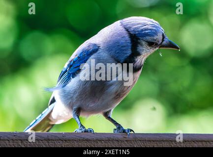 Ein Bluejay kommt an Deck an Stockfoto