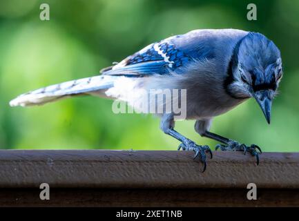 Ein Bluejay kommt an Deck an Stockfoto