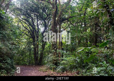 Monteverde Cloud Forest Biological Reserve, Monteverde, Costa Rica, Mittelamerika Stockfoto