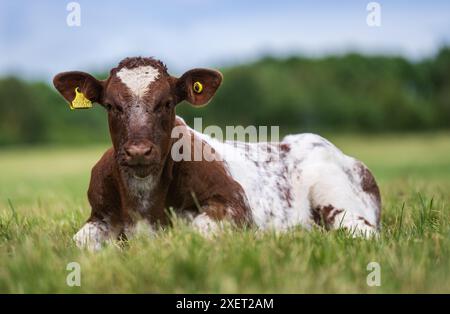 Jungrinder Kurzdornkalb lag in langem Gras auf einer flachen Weide, Großbritannien. Stockfoto