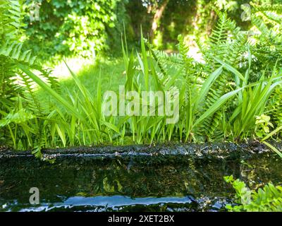 Pflanzen, die aus einem Kanal aus einem alten ausgehöhlten Baumstamm hervorgehen. Selektiver Fokus Stockfoto