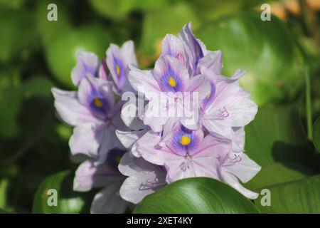 Blühende Wasserhyazinthen (Eichhornia crassipes) blühen im Fluss. Nahaufnahme. Stockfoto