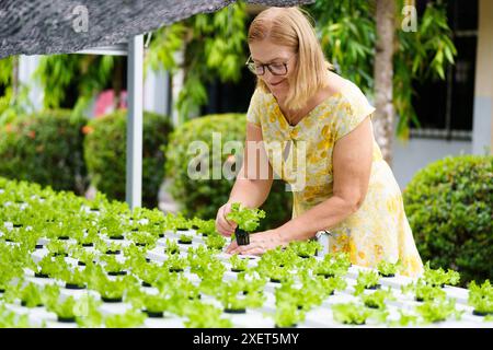 Salatfarm. Gesunde Gemüseproduktion. Reihen von Blattsalat auf Bio-Bauernhof. Landwirt kontrolliert das Erntegut. Frische Produkte. Hydrophonic System. Stockfoto