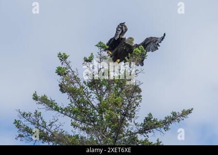 Weißkopfseeadler, der von einem Baumgipfel neben dem Memorial Drive und dem Schiffskanal Sturgeon Bay, WI, FLIEGT Stockfoto