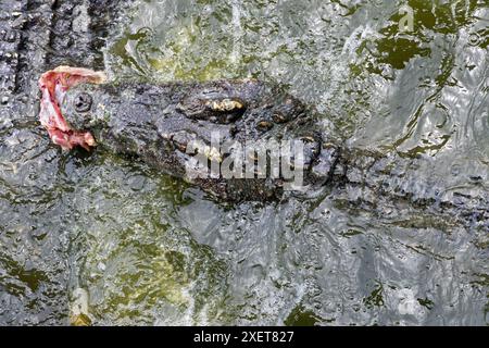 Ein Krokodil schwimmt mit Fleisch im Kiefer Stockfoto