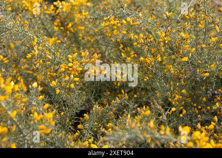 Die gelben Blumen von Ulex, gemeinhin als Gorse, Furze oder Whine bekannt, sind die Gattung der blühenden Pflanzen der Familie Fabaceae. Stockfoto
