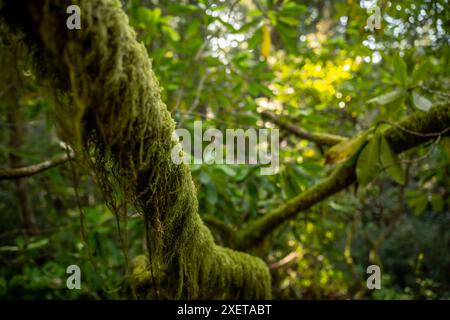 Thick Moss wächst auf Fallen Branch im üppigen Wald im Olympic National Park Stockfoto