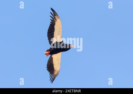 Bateleur Eagle (Terathopius ecaudatus) n Flugflügel öffnen sich gegen blauen Himmel Stockfoto