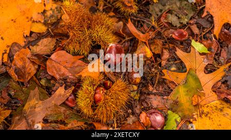 Nahaufnahme von Kastanien und Blättern auf Waldboden. Hintergrund des Herbstkonzepts Stockfoto