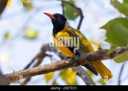 Schwarzköpfige Oriole (Oriolus larvatus), die auf einem Zweig thront und sich den Kopf kratzt, Phalaborwa, Limpopo, Südafrika Stockfoto