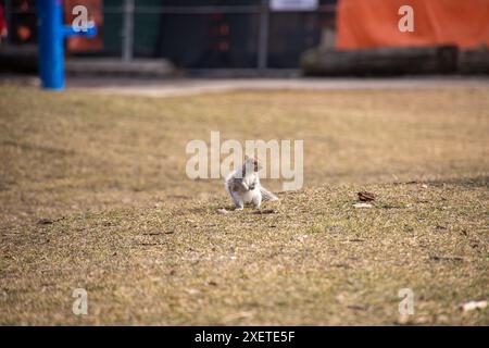 Ein einsames Eichhörnchen steht auf trockenem Gras in einem urbanen Park, mit verschwommenem Hintergrund und weit entfernten Strukturen. Stockfoto