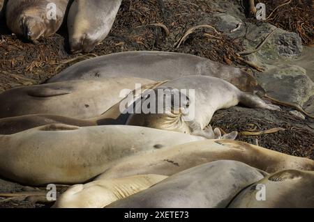 Elefantenrobben ruhen am Strand von Piedras Blancas California Stockfoto