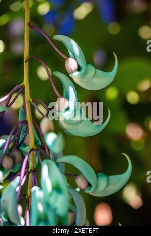 Strongylodon Macrobotrys, allgemein bekannt als Jaderebe, Smaragdrebe oder türkisfarbene Jaderebe, Spirogyra Butterfly Garden, San Jose, Costa, Rica Stockfoto