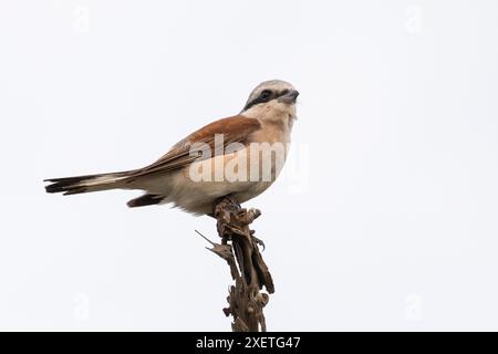 Männlicher Rote-Rücken-Shrike (Lanius collurio) auf einem Zweig im Kruger-Nationalpark, Südafrika Stockfoto