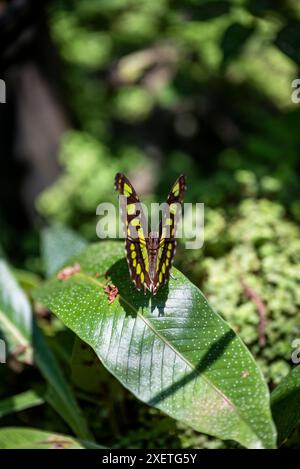 Philaethria dido, die seltene Bambusseite oder dido Langflügelfalter, Spirogyra Butterfly Garden, San Jose, Costa, Rica Stockfoto