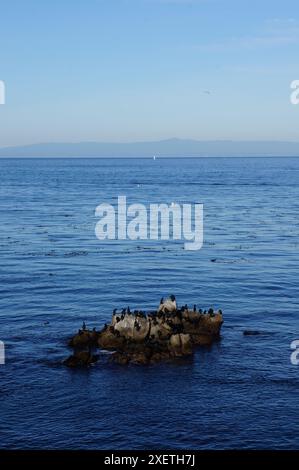 Brandt's Cormorants auf einem Felsen an einem kalifornischen Strand Stockfoto