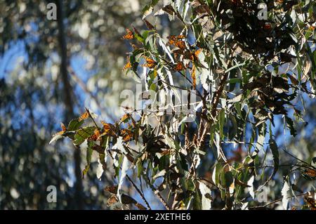 Monarchschmetterlinge am Pismo Beach Stockfoto