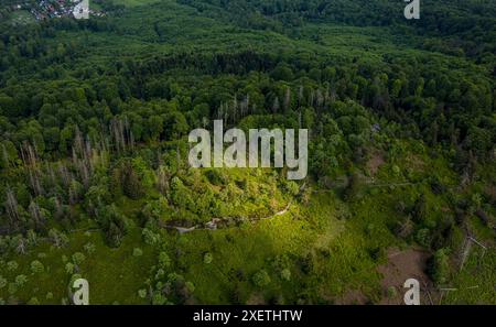 Aus der Vogelperspektive, Wandergruppe macht eine Pause in einem Waldgebiet am Eggeosthang, Waldschäden, Teutoburger Wald, Leopoldstal, Horn-Bad Meinberg, Wir Im Osten Stockfoto