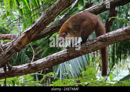 Ein Nasua narica sitzt auf einem Baum, erschossen in Yucatan, Mexiko. Stockfoto