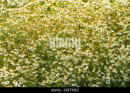 Echte Kamille, Heilpflanze, Chamomilla recutita, Matricaria chamomilla, auf einem Feld, echte Kamille *** Kamille, Heilpflanze, Chamomilla recutita, Matricaria chamomilla, auf einem Feld, Kamille Stockfoto