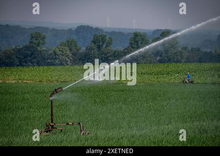 Ein Feld mit Zwiebeln, wird künstlich bewässert, über eine Beregnungsanlage wird Wasser auf den Acker gespritzt, NRW, Deutschland Feld Bewässerung *** Ein Feld mit Zwiebeln wird künstlich bewässert, Wasser wird über eine Sprinkleranlage auf das Feld gesprüht, NRW, Deutschland Feldbewässerung Stockfoto