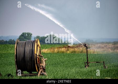 Ein Feld mit Zwiebeln, wird künstlich bewässert, über eine Beregnungsanlage wird Wasser auf den Acker gespritzt, NRW, Deutschland Feld Bewässerung *** Ein Feld mit Zwiebeln wird künstlich bewässert, Wasser wird über eine Sprinkleranlage auf das Feld gesprüht, NRW, Deutschland Feldbewässerung Stockfoto