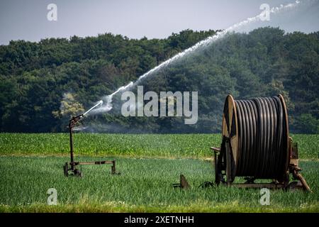 Ein Feld mit Zwiebeln, wird künstlich bewässert, über eine Beregnungsanlage wird Wasser auf den Acker gespritzt, NRW, Deutschland Feld Bewässerung *** Ein Feld mit Zwiebeln wird künstlich bewässert, Wasser wird über eine Sprinkleranlage auf das Feld gesprüht, NRW, Deutschland Feldbewässerung Stockfoto