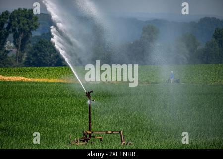 Ein Feld mit Zwiebeln, wird künstlich bewässert, über eine Beregnungsanlage wird Wasser auf den Acker gespritzt, NRW, Deutschland Feld Bewässerung *** Ein Feld mit Zwiebeln wird künstlich bewässert, Wasser wird über eine Sprinkleranlage auf das Feld gesprüht, NRW, Deutschland Feldbewässerung Stockfoto