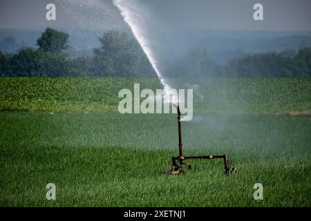 Ein Feld mit Zwiebeln, wird künstlich bewässert, über eine Beregnungsanlage wird Wasser auf den Acker gespritzt, NRW, Deutschland Feld Bewässerung *** Ein Feld mit Zwiebeln wird künstlich bewässert, Wasser wird über eine Sprinkleranlage auf das Feld gesprüht, NRW, Deutschland Feldbewässerung Stockfoto