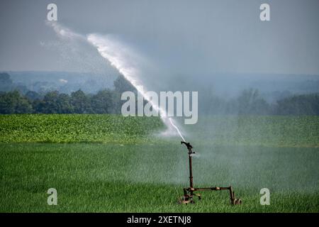 Ein Feld mit Zwiebeln, wird künstlich bewässert, über eine Beregnungsanlage wird Wasser auf den Acker gespritzt, NRW, Deutschland Feld Bewässerung *** Ein Feld mit Zwiebeln wird künstlich bewässert, Wasser wird über eine Sprinkleranlage auf das Feld gesprüht, NRW, Deutschland Feldbewässerung Stockfoto