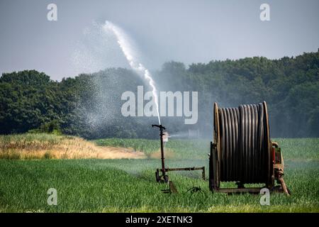 Ein Feld mit Zwiebeln, wird künstlich bewässert, über eine Beregnungsanlage wird Wasser auf den Acker gespritzt, NRW, Deutschland Feld Bewässerung *** Ein Feld mit Zwiebeln wird künstlich bewässert, Wasser wird über eine Sprinkleranlage auf das Feld gesprüht, NRW, Deutschland Feldbewässerung Stockfoto