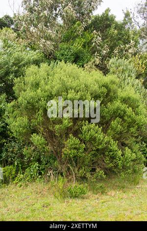 Baccharis uncinella (Vassoura) endemische Pflanze in Sao Francisco de Paula, Süden Brasiliens Stockfoto