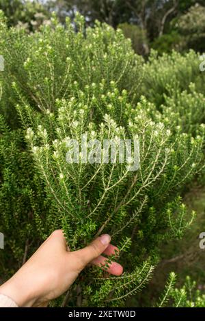 Baccharis uncinella (Vassoura) endemische Pflanze in Sao Francisco de Paula, Süden Brasiliens Stockfoto