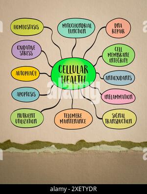 Zelluläres Gesundheitskonzept, Prozesse, die zur optimalen Funktion von Organismus-Zellen beitragen, Mindmap-Skizze Stockfoto